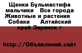 Щенки Бульмастифа мальчики - Все города Животные и растения » Собаки   . Алтайский край,Заринск г.